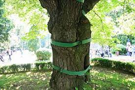 Studiile liceale le urmează la cernăuţi, apoi audiază cursuri preferenţiale la viena şi berlin. Eminescu S Linden Tree Wikipedia