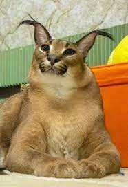 Check spelling or type a new query. 47 Floppa Ideas In 2021 Caracal Cat Caracal Cats
