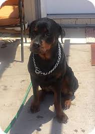 Jul 21, 2013 · rottweiler mix york county, new oxford, pa id: 40 Rotties For Adoption Ideas Rottweiler Adoption Dog Adoption