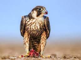 The peregrine falcon (falco peregrinus), also known as the peregrine, and historically as the duck hawk in north america, is a cosmopolitan bird of prey in the family falconidae. Peregrine Falcon Identification All About Birds Cornell Lab Of Ornithology