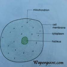 See how a generalized structure of an animal cell and plant cell look with labeled diagrams. Structure Of A Cell Characteristics Microscopic Online Tutorial Classes