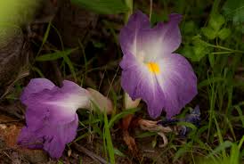 Image result for Siphonochilus aethiopicus