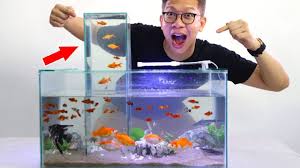 Aquarium satu ini bisa kamu jadikan pilihan sebagai penghias ruangan, dimana aquarium ini memiliki desain yang menarik dan unik. Pasang Menara Kaca Di Akuarium Kita Unik Tapi Keren Akuarium Menara Kaca