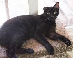 Browse adoptable cats below or come visit them in person. Sweet Boy Adopt A Cat Office Photo Glassdoor Co In