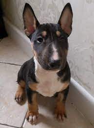 Tri Bull Terrier Bull Terrier Mini Bull Terriers Pitbull Terrier