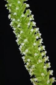 Image result for Goodyera