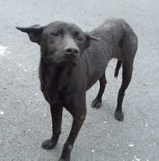 Handsome black and white indog outside guwahati, assam. Pin By Andrea Alfonsi On Street People Street Dogs Dogs Doggy
