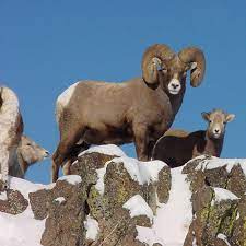 Ram sheep bighorn animal mammal wildlife nature horns wild 97 free images of bighorn sheep / 1 ‹ › Bighorn Sheep Could Be In Danger From Domestic Sheep The Spokesman Review