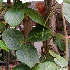 Image result for Rhoicissus