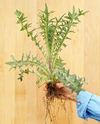 Spotted knapweed (centaurea stoebe), a perennial weed, reproduces by seed spread by wind, water or animals and displays grayish foliage with purple flowers. Weed Identification Guide Better Homes Gardens