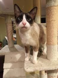 See more of denver co pet adoption network on facebook. Siamese And Snowshoe Mixed Cat For Adoption In Denver Colorado Paris Katalina In Denver Colorado Cat Adoption Siamese Rescue Cats