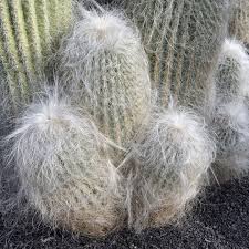 Image result for Cephalocereus