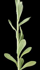 Image result for Helichrysum umbraculigerum