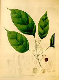 Image result for Lindackeria