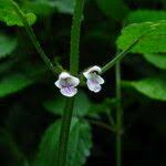 Image result for Stachys aculeolata