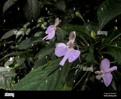 Image result for Impatiens hochstetteri