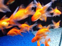 Tank Mates For Common Goldfish Fantail Goldfish Common Goldfish Goldfish Tank