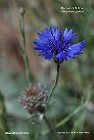 We did not find results for: Us Wildflower S Database Of Blue Wildflowers For Washington