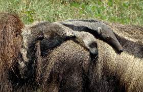 Poderia se dizer abraço de traição ou deslealdade pois é isso que significa esta expressão. Tamandua Bandeira Mirim Tamanduai E Mexicana Precisam De Protecao