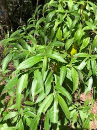 Image result for Alstonia