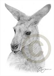 Australian Kangaroo Pencil Drawing Print Wildlife Art Etsy Pencil Portrait Drawing Prints Drawings