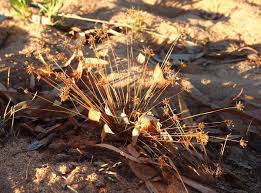 Image result for Bulbostylis megastachys