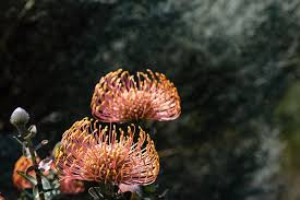 In just one bay, i counted 60 whales (or 60 tails)! Hd Wallpaper South Africa Hermanus African Pride Arabella Hotel And Spa Wallpaper Flare