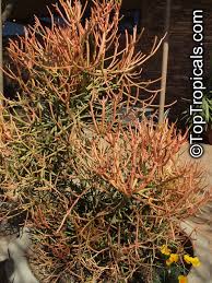 Image result for Euphorbia tholicola
