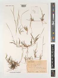 Image result for Lintonia nutans