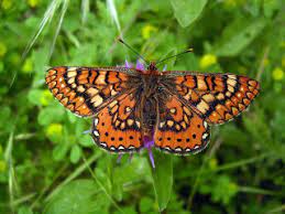 Tipos De Mariposas Tipos De