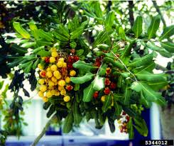 Image result for Cassinopsis tinifolia