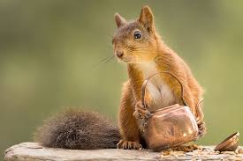 キッチンの窓から撮影したリスの写真 ハムスター速報 cute animals animals animals friends