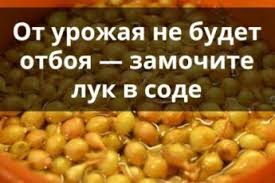 почему желтеет перо у лука и как с этим бороться Ot Urozhaya Ne Budet Otboya Zamochite Luk V Sode V 2020 G Ogorodnichestvo Ovoshnoj Ogorod Organicheskoe Sadovodstvo