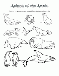 North pole arborvitae is a relatively good street tree for an arborvitae, being pollution tolerant. Free Printable Arctic Animals Coloring Pages Coloring Home