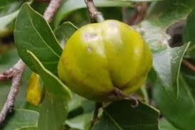 Image result for Sclerocroton