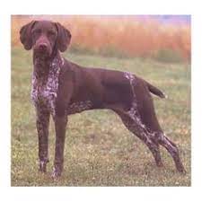 sabueso noruego dog breeds razas de perros pinterest sabueso la raza y eres unico