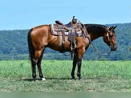 Image result for tbn:tVj6rqcH-AQR9M::www.pregonagropecuario.com.ar/images/caballo_overo.jpg