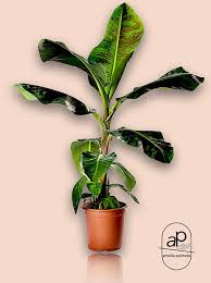 Image result for Musa Cavendish