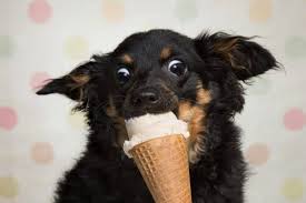 They break down the food and help your dog's body absorb nutrients. Can Dogs Eat Ice Cream Our Dog Breeds