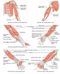 The supraspinatus muscle performs abduction of the arm, and pulls the head of the humerus medially towards the glenoid cavity. File 1120 Muscles That Move The Forearm Jpg Wikimedia Commons