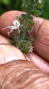 Image result for Ocimum filamentosum