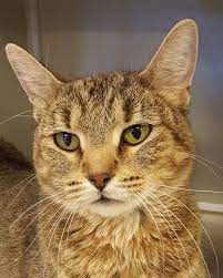 Cats For Adoption Petfinder Cat Adoption Pets Cats