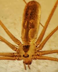 Image result for Phaulopsis sangana