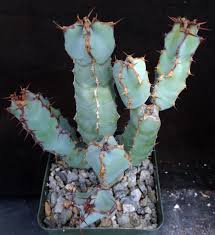 Image result for Euphorbia cooperi