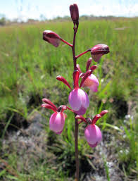 Image result for Eulophia coeloglossa