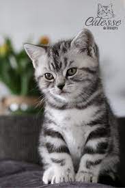 Essentials Ray Of Hope Cattery Essentials