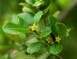 Image result for Scutia