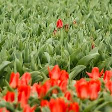It's the best day out among the flowers near amsterdam! Tulips Fields Netherlands 10 Things You Want To Know About Holland Tulips
