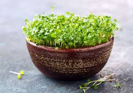 Ich bestelle regelmässig beim microgreen shop und bin sehr zufrieden mit der qualität. Grow Your Own Microgreens At Home Femina In