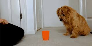 اكتشف أكثر منtea cups puppies من أفضلtea cups puppies لدينا على aliexpress.com، بما في ذلكtea cups puppies من العلامات التجارية الأفضل مبيعًا. How To Teach Your Dog The Cup Game Pdsa